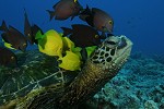 a turtle at a cleaning station