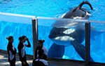 tilikum