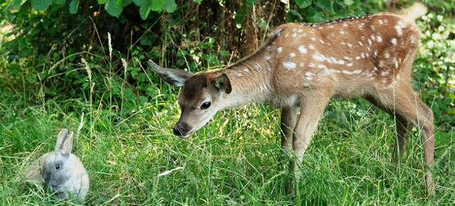 Bambi: A Tale of Life in the Woods