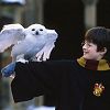 hedwig and harry